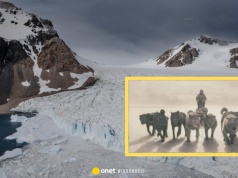 Dlaczego psy zniknęły z Antarktydy? Zmiana po niemal stu latach