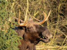 Przecierali oczy ze zdumienia na widok tego, co miał na sobie ten łoś