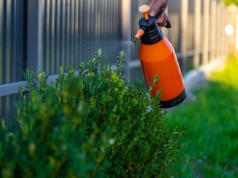 Spryskaj tym bukszpan jeszcze w lutym. Larwy same odpadną od gałązek