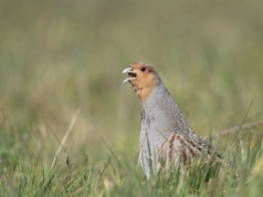 Bezcenne polskie ptaki wychodzą na pola. Powód zdumiewa: to dziki
