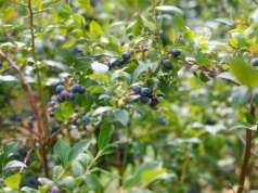 Babcia w marcu zakopuje to pod borówką. Latem krzaki uginają się od owoców