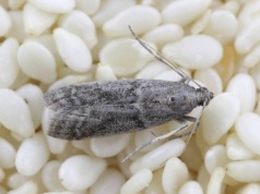 Mole spożywcze to prawdziwa zmora. Gdy je znajdziesz, musisz szybko działać