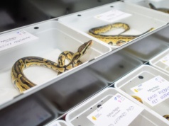 Egzotyczne zwierzęta i setki hodowców. Targi w Expo Łódź