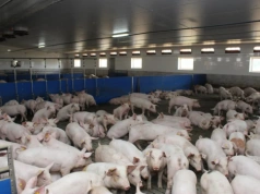 4 tys. stad mniej w rok. Świnie trafiają w ręce największych