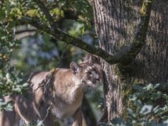 Amerykanie podjęli radykalną decyzję co do swego wielkiego kota