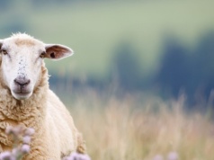 Rusza nabór na kursy baców i juhasów. W zawodzie przybywa kobiet