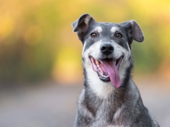 Proteza psiej łapy z plastiku PET. Projekt absolwentki WAT