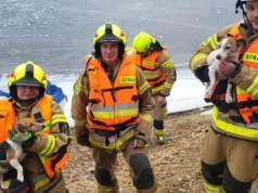 Psy uwięzione na lodzie Jeziora Pilchowickiego. Do akcji ruszyli strażacy