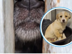 Wyrzucony w worku…jak śmieć. Szczeniak trafił do schroniska w Opolu