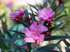 Tak wybudzisz oleandra po zimie. To sprawi, że wiosną obsypie się morzem kwiatów