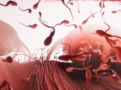 Wszyscy byliśmy... plemnikami, czyli Become – najdziwniejsza przygodówka 2026 roku zapowiedziana!