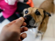 Czy rozmawianie z psem jest normalne? Psychologia tłumaczy, co kryje się za tym nawykiem