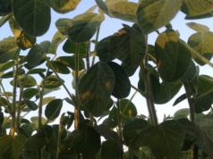 Austria trzecim co do wielkości producentem soi w UE