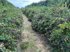 Jak ochronić rośliny przed wiosennymi przymrozkami? Biostymulacja w walce o plon aronii