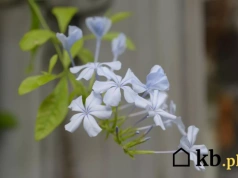 Ten niebieski krzew wygląda jak z Grecji. W Polsce też może kwitnąć miesiącami