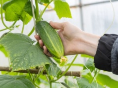 Zawsze sadzę obok ogórków. Takich plonów nie ma nikt w okolicy