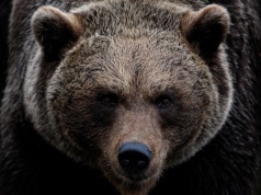 Drapieżniki coraz bliżej domów. Sejm ma specjalne rozwiązania