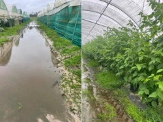 Plantator desperacko walczy z żywiołem! A klimat do uprawy miał tu być idealny…