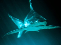 Sensacja nad Morzem Śródziemnym. Dwumetrowy rekin wpłynął do portu, turyści w panice wszystko nagrywali