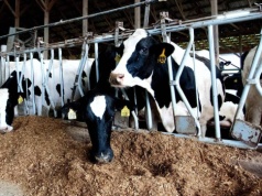 Ukraina oczekuje od Unii Europejskiej pieniędzy dla swoich ferm przemysłowych. Mowa o dziesiątkach milionów euro