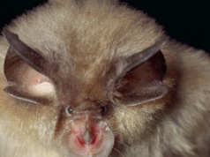 Rekord w parku narodowym. Nigdy wcześniej nie było tylu zwierząt