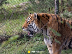 Nielegalna hodowla dzikich zwierząt w Pyszącej. Wyrok sądu dla Macieja M.