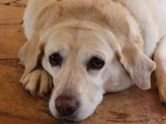 Zostawił psa na tydzień bez wody i pożywienia. Szuka go policja