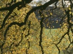 Przyrodniczy symbol polskiego miasta. Krzywe drzewo może zostać wyróżnione