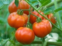 Tego nigdy nie sadź obok pomidorów. Zamiast plonów, będziesz mieć problemy