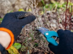 Nie przytniesz lawendy w tym terminie – latem zobaczysz „łyse gniazdo”. Ogrodnicy wskazują datę