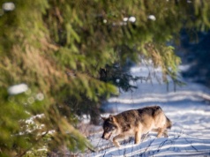Przyrodnik szczerze na temat wilków. Dlaczego panicznie się ich boimy?