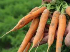 Warzywa od 1 zł prosto z pola. Rolnik z Wielkopolski omija pośredników i podbija internet