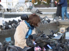 Kraków wprowadza antykoncepcję dla gołębi