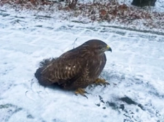 Myszołów wylądował na Jaworzyńskiej w Legnicy. Potrzebował pomocy