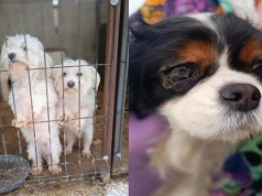 Fatalne warunki w hodowli psów. Właściciel zrzekł się zwierząt na rzecz fundacji