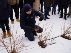 Cięcie borówek odmiany ‘LoretoBlue‘ – formowanie krzewu, opinia eksperta o nowej selekcji