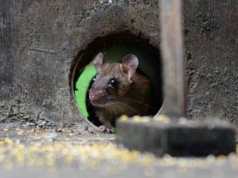 Szczury zjadają internet. Firma bankrutuje przez ekologię