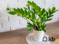 Biały nalot w doniczce? Ten detal zdradza, czy to pleśń czy kamień