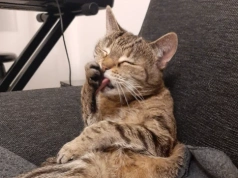 Te koty podbiły filmy i seriale. Lista hitów na Światowy Dzień Kota