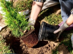 Kiedy sadzić tuje, żeby rosły jak szalone? Ten termin daje im potężny start