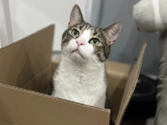 17 lutego – Światowy Dzień Kota, czyli „kotełki” świętują