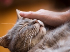 Tego o kotach nie mówi się za często. Chodzi o zdrowie domowników