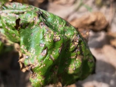 Burak cukrowy pod coraz większą presją chwościka. Co zaleca Agrosimex?