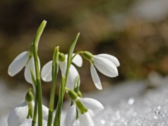 Skąd rośliny wiedzą, że zima się skończyła? Mają niezwykły dar