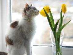 ​Wiosenne rośliny trujące dla kotów. Uważaj na te popularne kwiaty