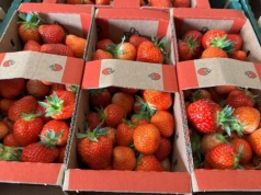 Flaga kraju pochodzenia na owocach od dzisiaj obowiązkowa!