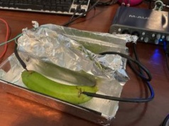 Kosztujący krocie przewód, banan czy błoto? Zadeklarowani audiofile nie potrafili określić różnicy między dźwiękami przesyłanymi przez każde z tych źródeł