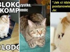 Dziś Dzień Kota. Mamy dla was mnóstwo futrzastych MEMÓW. Uśmiejecie się do łez