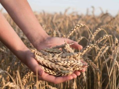 Nie opryski, nie trucizny. Jedna zmiana w glebie powstrzymuje szkodniki