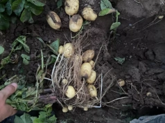 Stanowisko producenta sadzeniaków o rynku skrobi. Firma przesłała wyjaśnienia